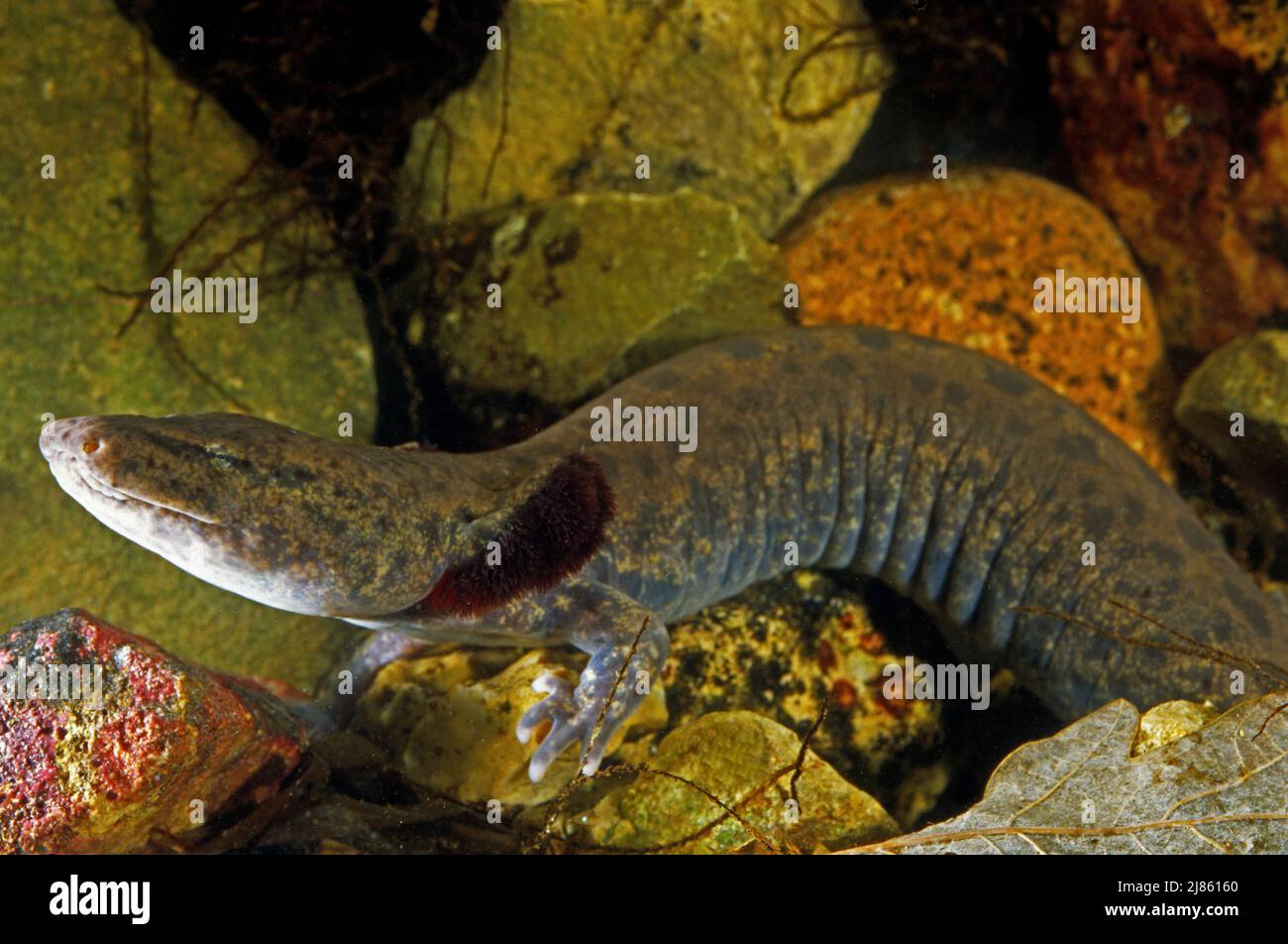 Mudpuppy hi-res stock photography and images - Alamy