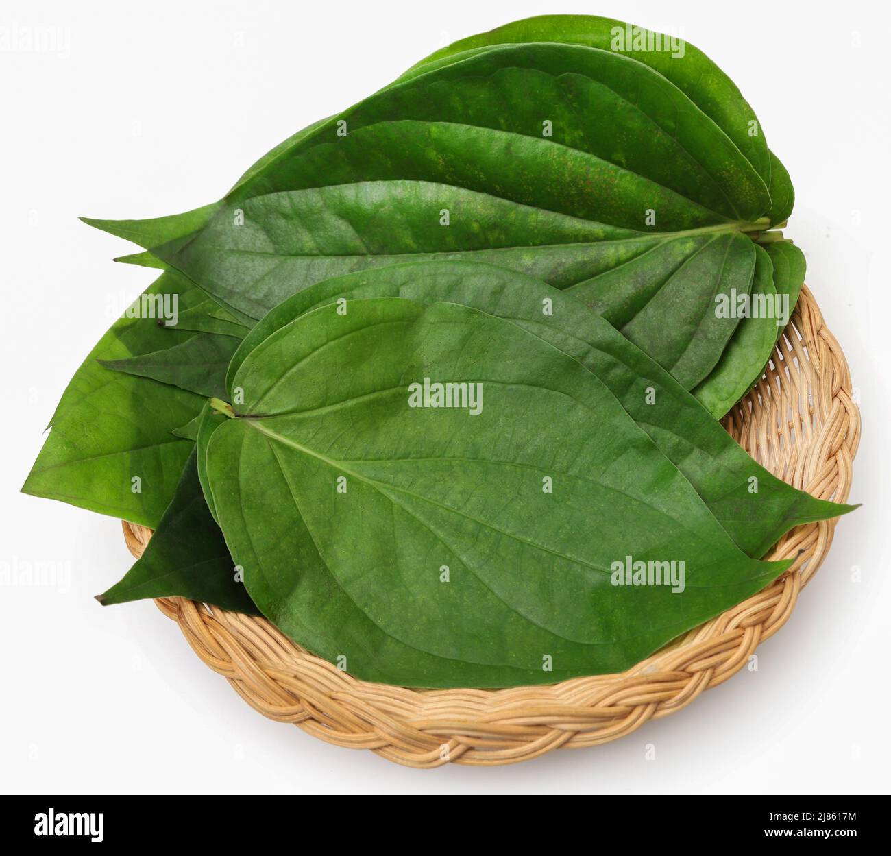 Edible betel leaves fresh and organic over white background Stock Photo