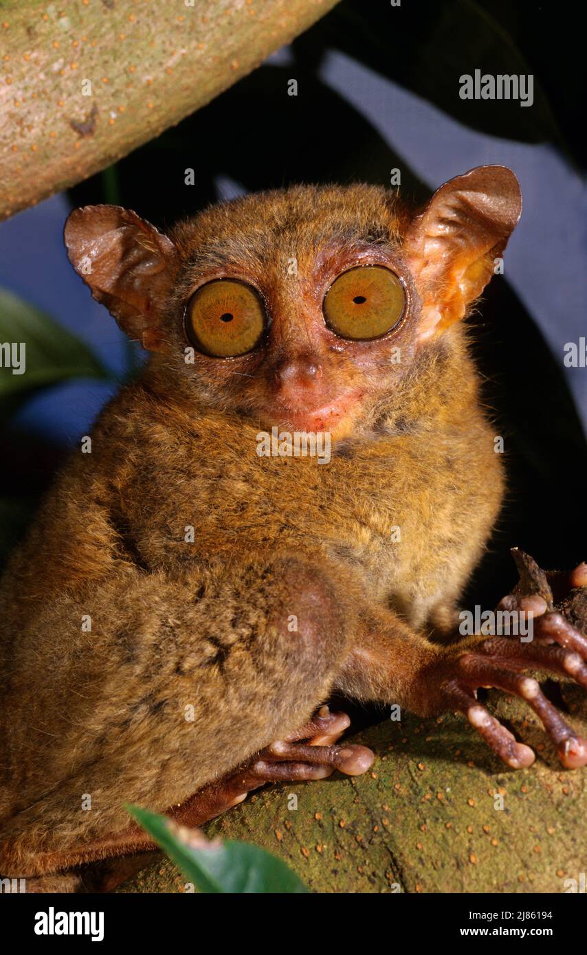 Philippine Tarsier on a branch Bohol island Philippine Stock Photo - Alamy