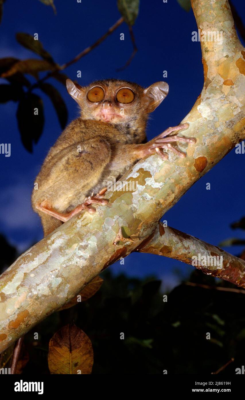 Philippine Tarsier On A Branch Bohol Island Philippine Stock Photo - Alamy