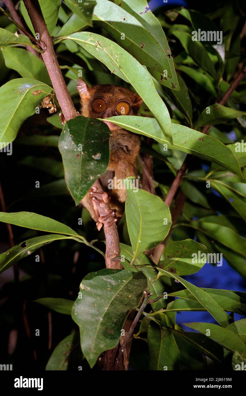 Philippine Tarsier on a branch Bohol island Philippine Stock Photo - Alamy