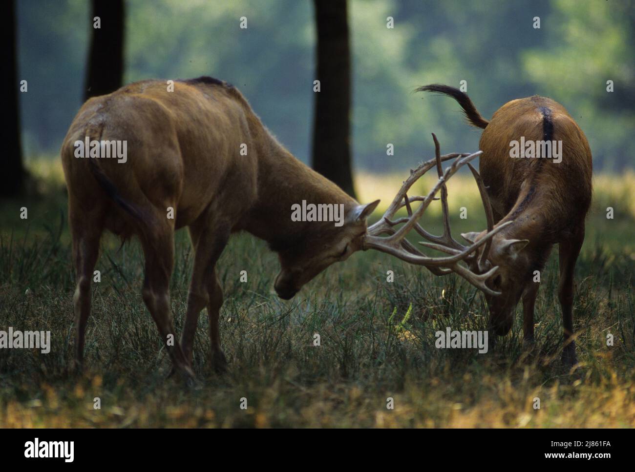 Fight Pere David's deer in a clearing Stock Photo