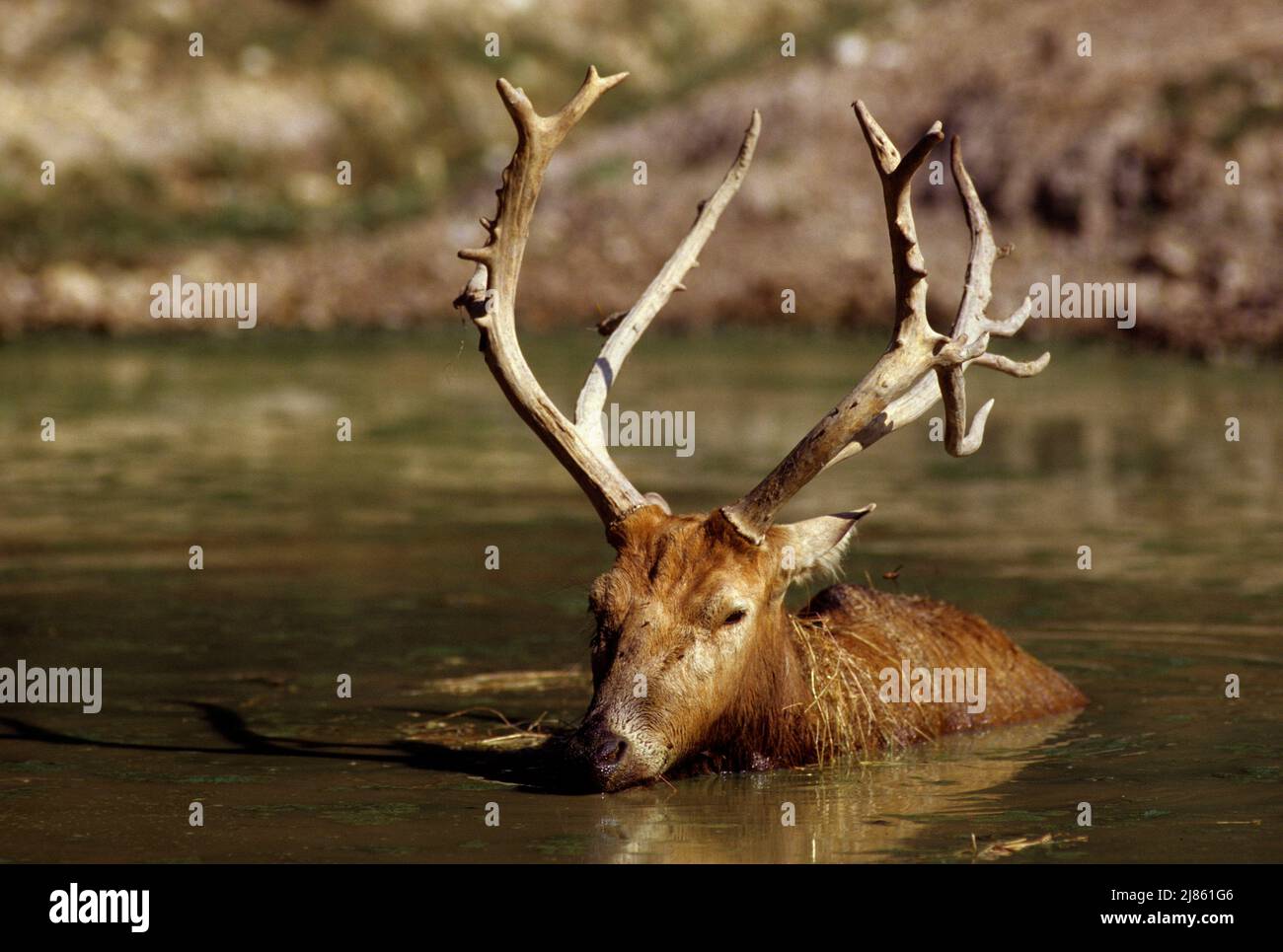 Pere David's deer resting in the water Stock Photo