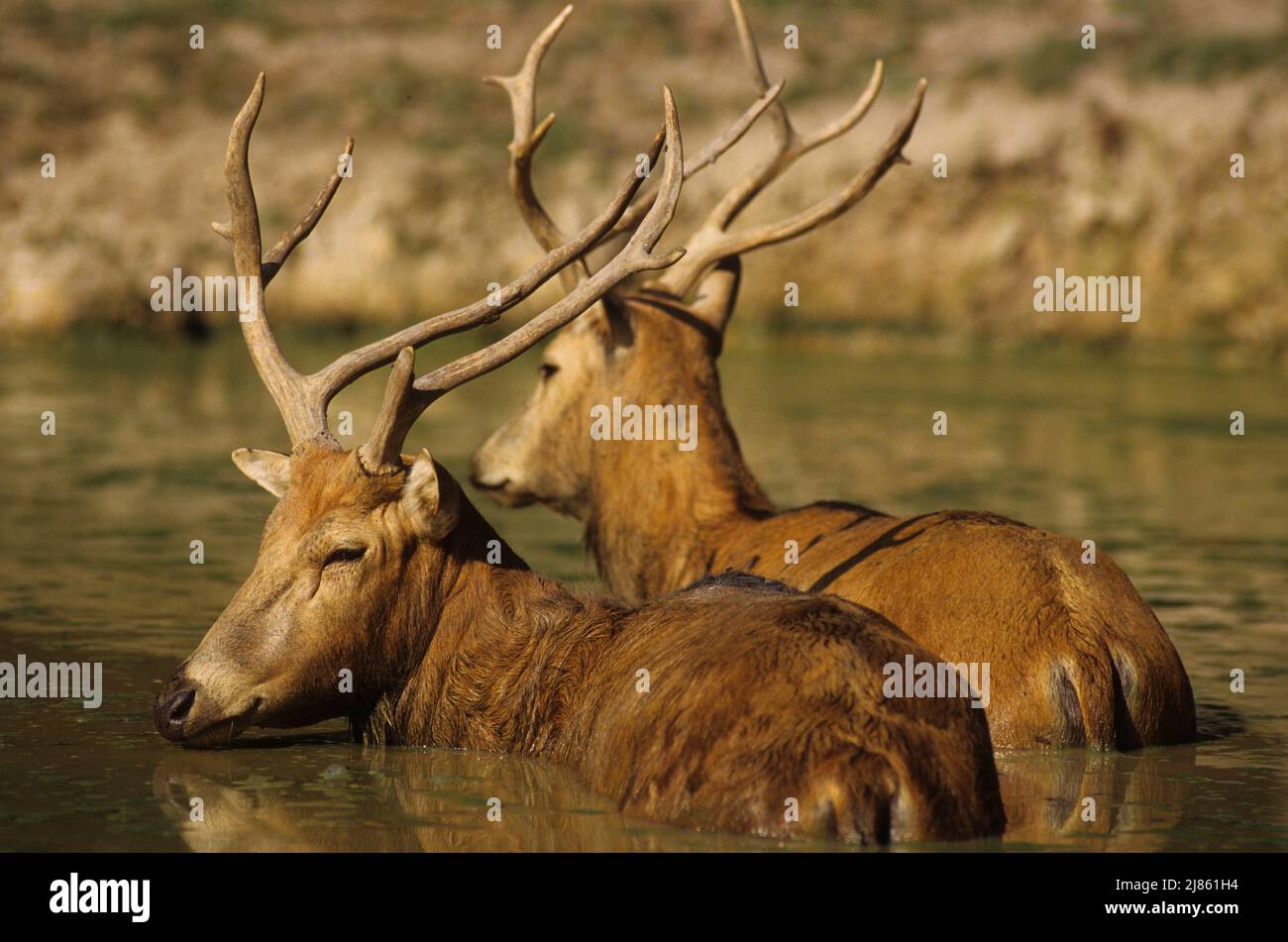 Pere David's deers resting in the water Stock Photo