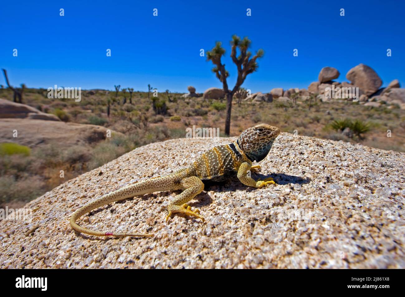 Great basin collared Lizard male Joshua's Tree NP California Stock