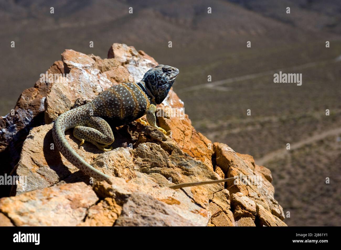 Great basin collared Lizard male Death Valley NP California Stock Photo