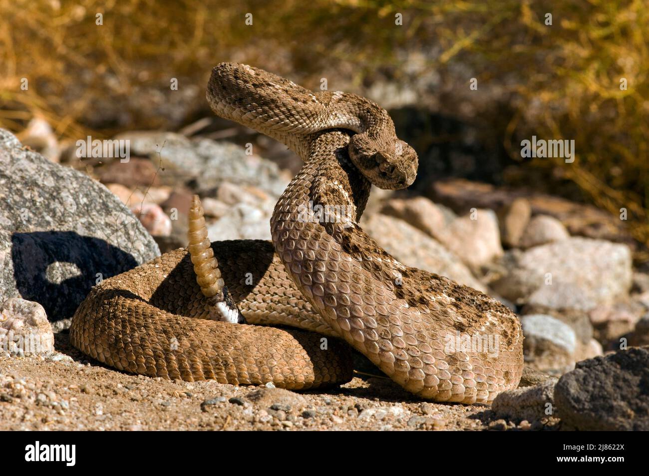 Western diamondback rattlesnake attack hires stock photography and