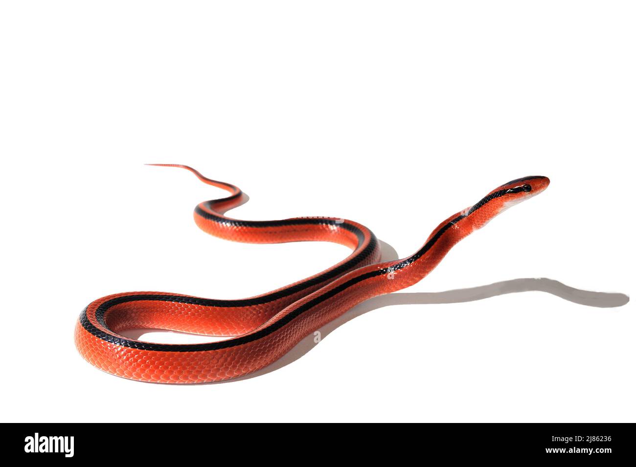 Green Tree Python in studio ; Native from N. Thailand Stock Photo