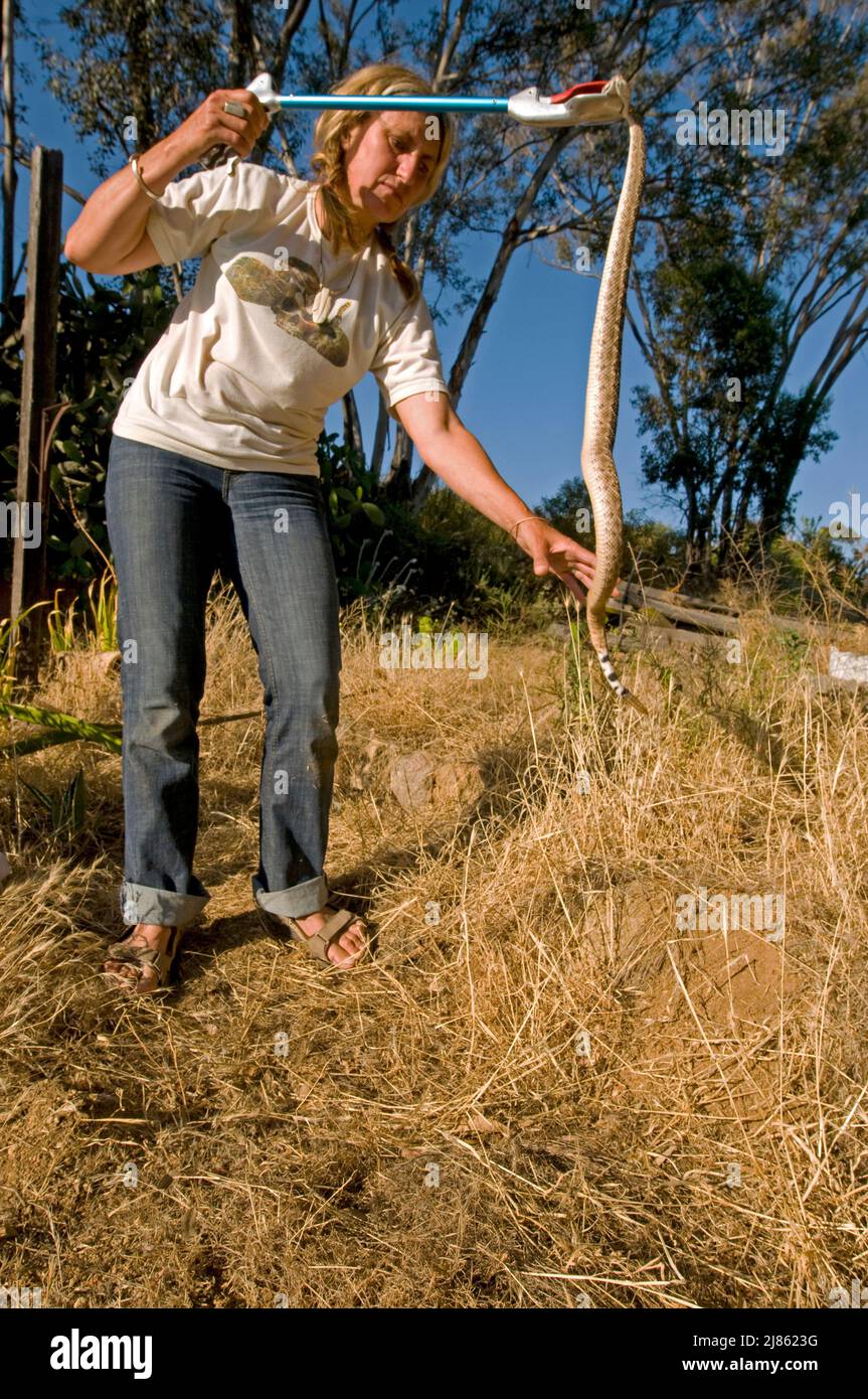 Capture of Western Diamondback Rattlesnake California Stock Photo Alamy