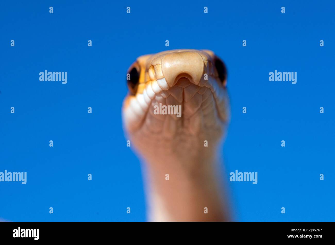 Portrait of Desert Western Patch-nosed Snake Arizona USA Stock Photo