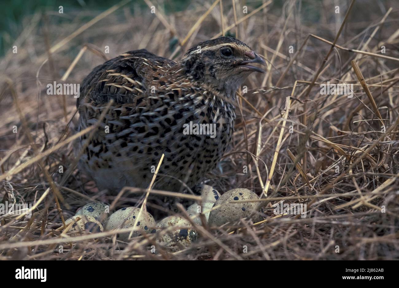 Japanese quail (Coturnix japonica) incubating its eggs, introduced in