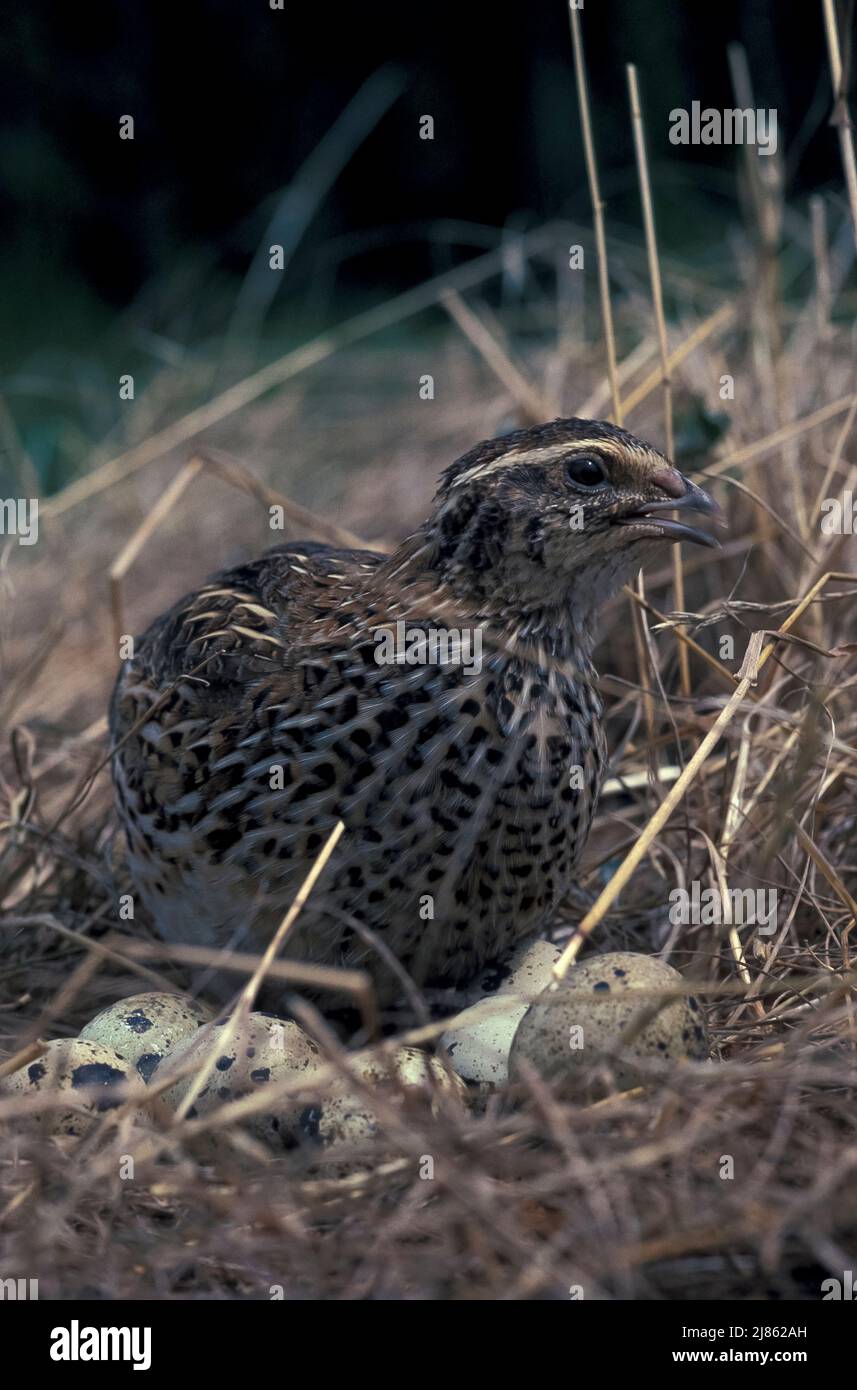 Japanese quail (Coturnix japonica) incubating its eggs, introduced in