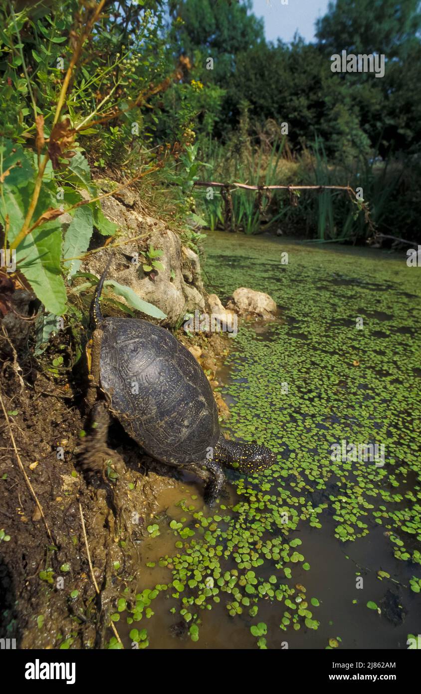 European pond turtle (Emys orbicularis) descending into the water, France Stock Photo