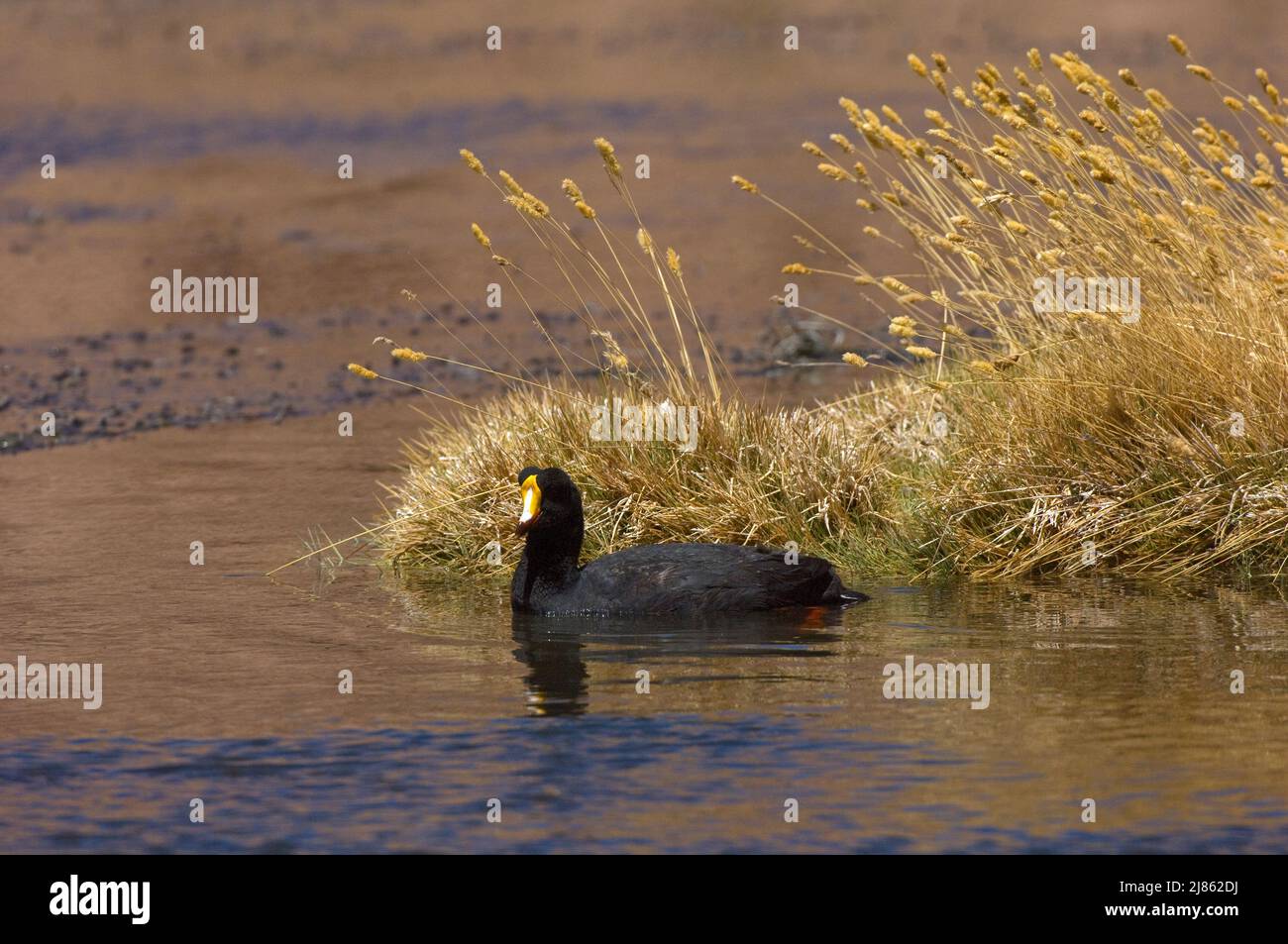 Giant Coot male bringing plant fragments to make the nest ; Elevation : 4450 m Stock Photo