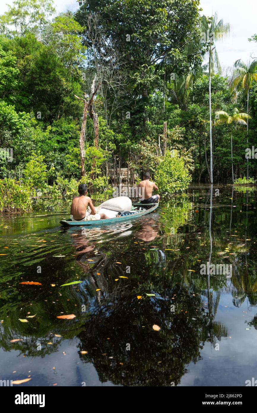 Beautiful view of Amazon rainforest trees and two man paddling a boat to collect acai berries in the forest on sunny summer day. Concept of ecology. Stock Photo