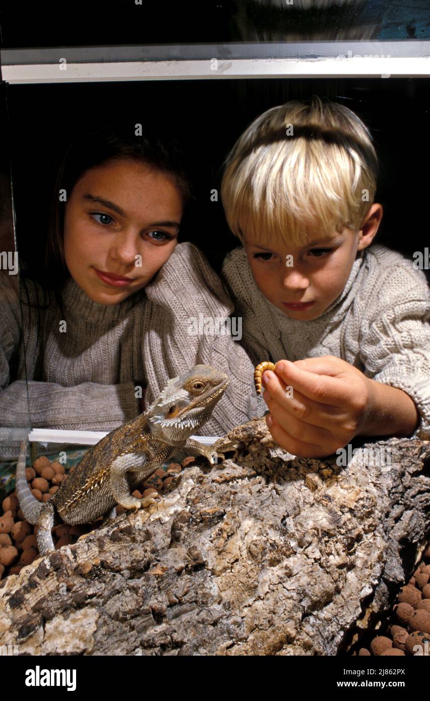 Children feeding a Central bearded dragon in a terrarium Stock Photo ... - Feeding A Bearded Dragon In A Terrarium