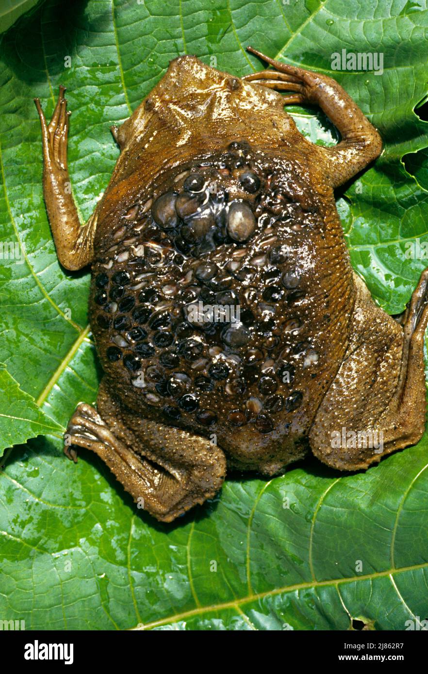 Eggs of Suriname Toad on female's back Stock Photo
