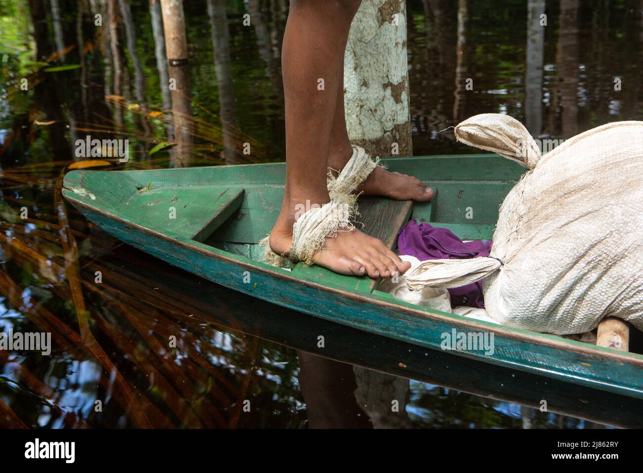 Closeup of rope tied to feet of man in boat to climb palm tree to collect acai berries in amazon rainforest on sunny summer day. Concept ecology. Stock Photo