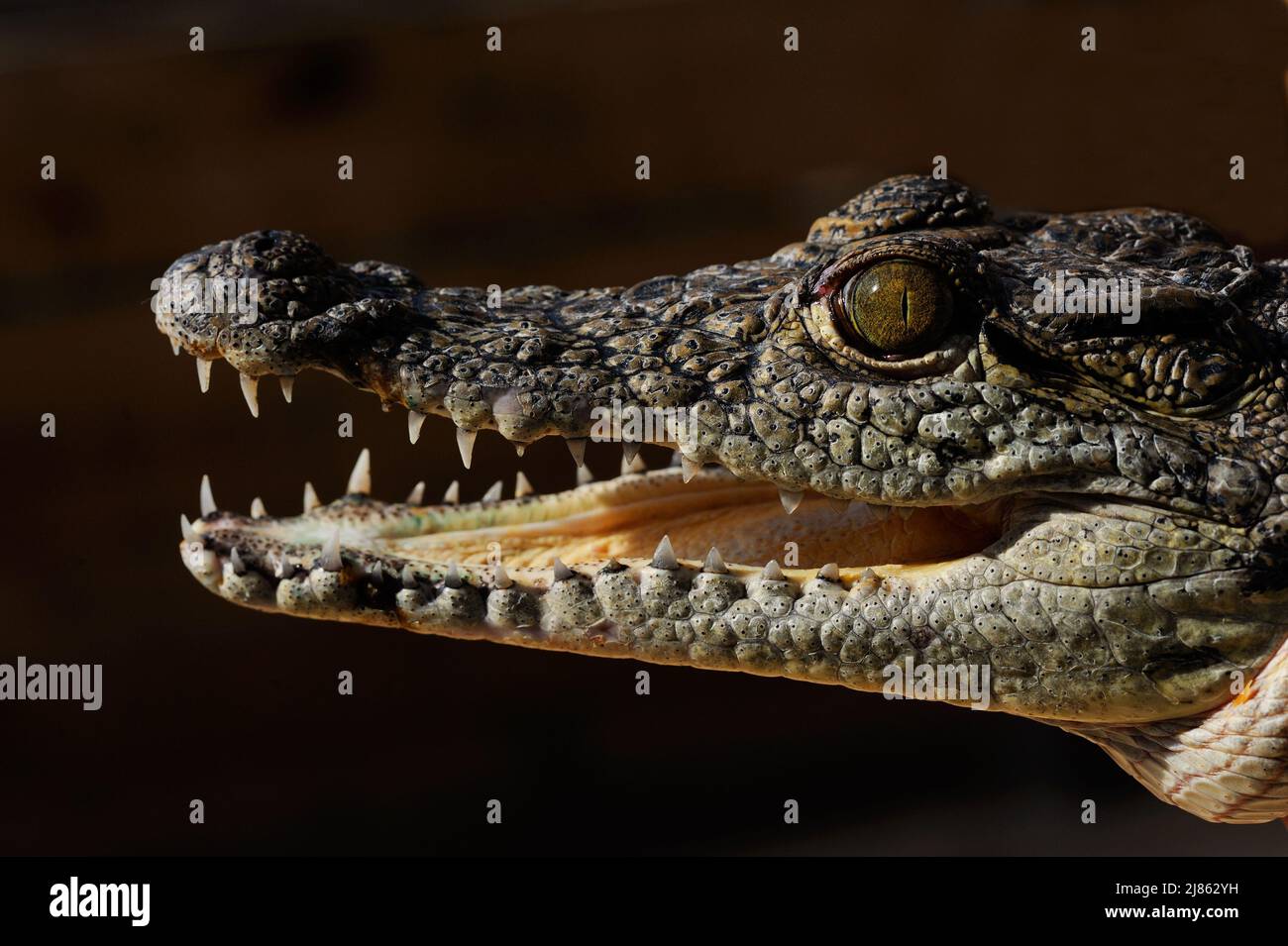 Portrait of Nile Crocodile Africa Stock Photo
