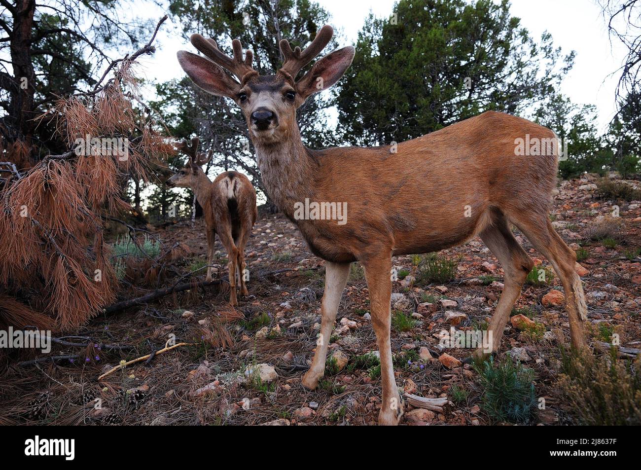 Mule deers PN Grand Canyon Arizona USA Stock Photo