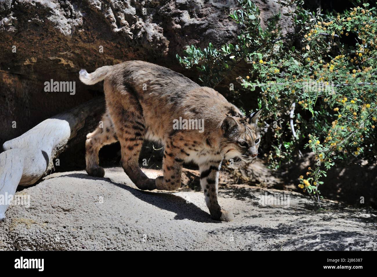 Bobcat walking on rock S-W USA Stock Photo