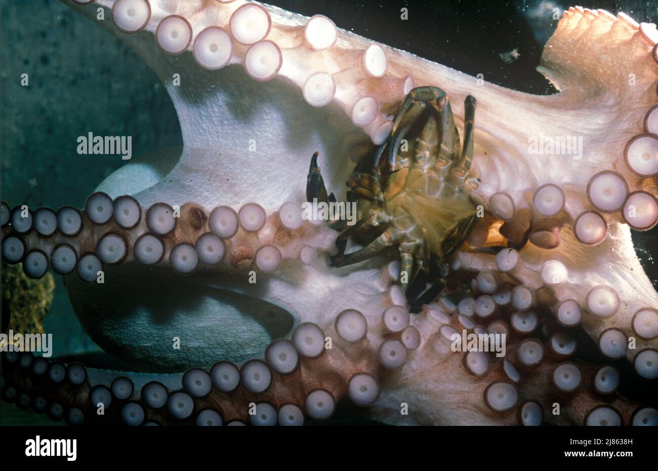 Common octopus eating a crab Europe Stock Photo Alamy