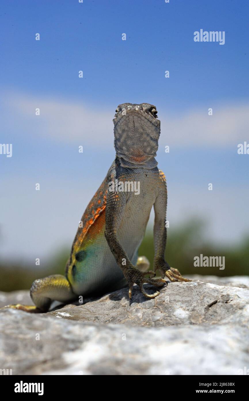 Greater earless Lizard on a rock New-Mexico USA Stock Photo