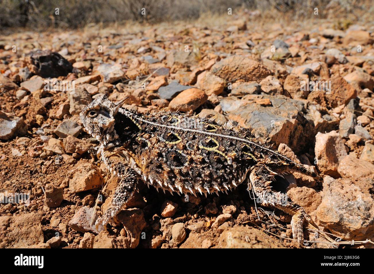 Texas horned Lizard skin near Portal Arizona USA Stock Photo