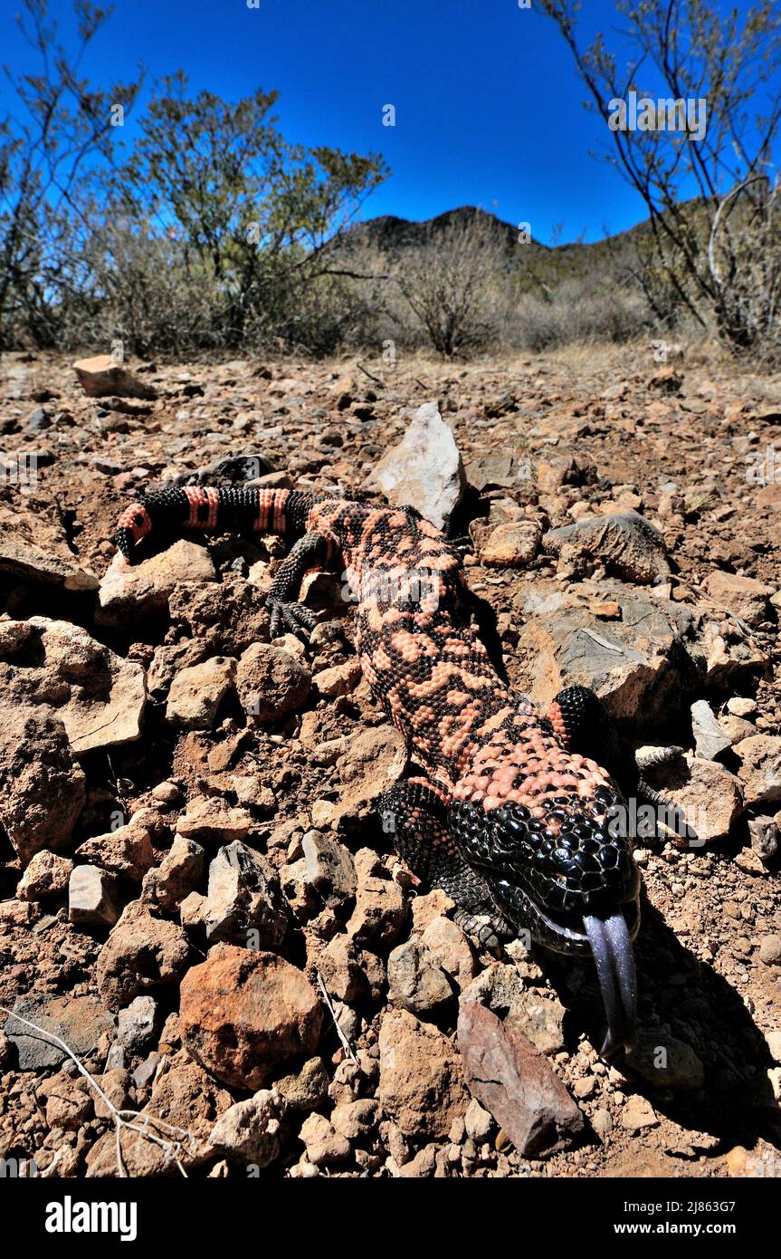Gila Monster South Arizona USA Stock Photo Alamy