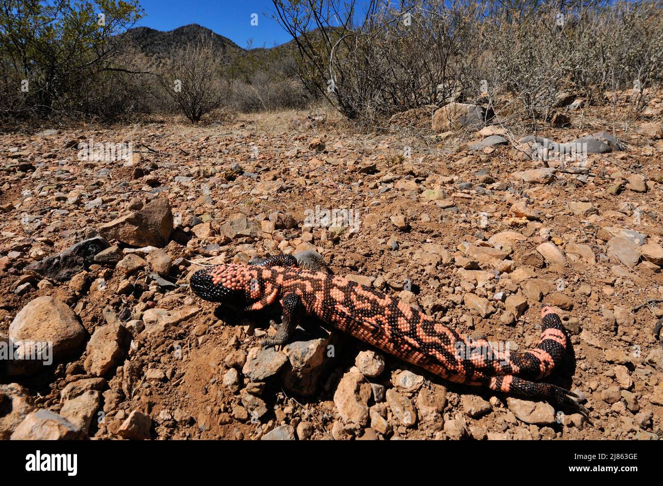 Gila Monster South Arizona USA Stock Photo Alamy
