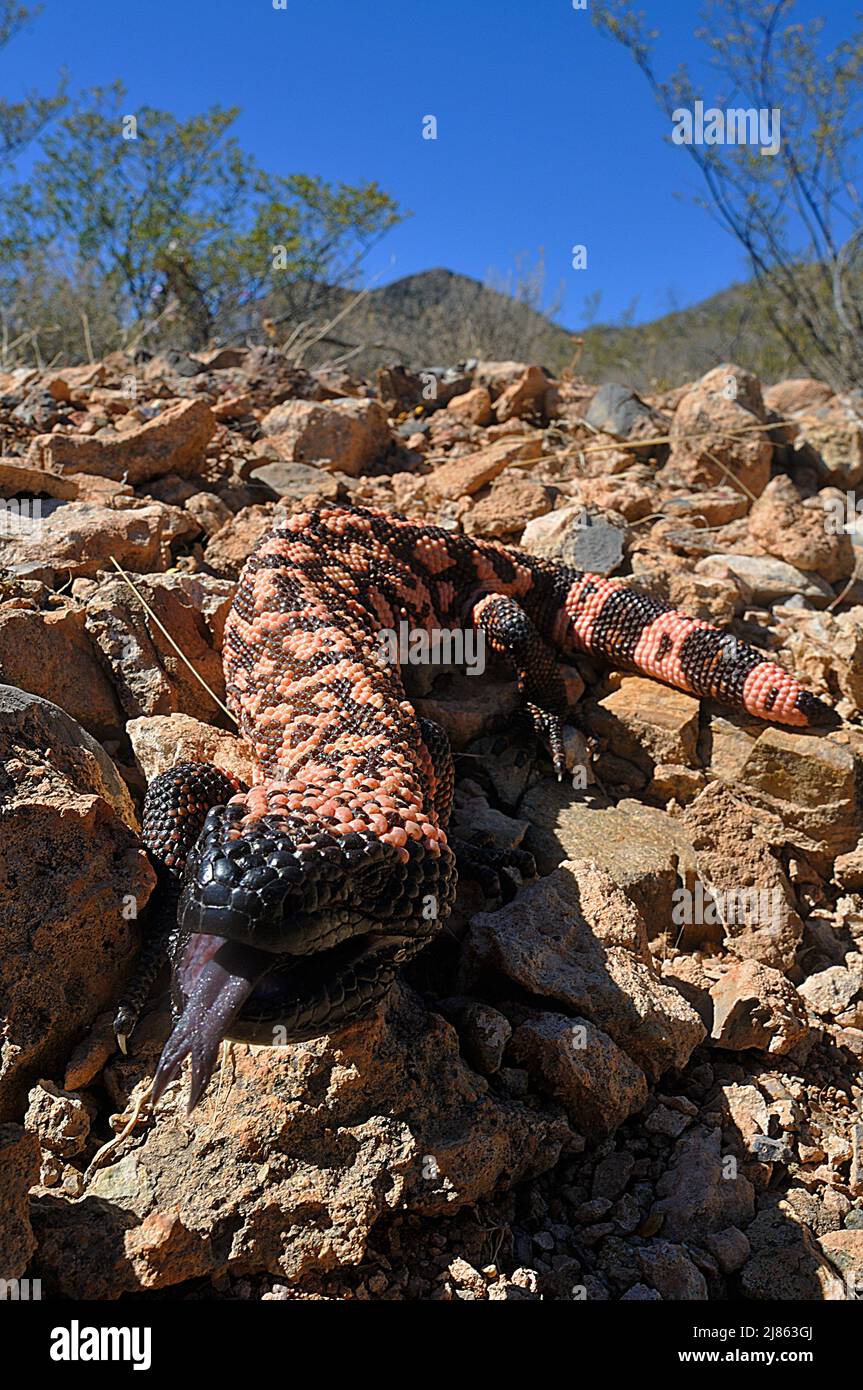 Gila Monster South Arizona USA Stock Photo Alamy