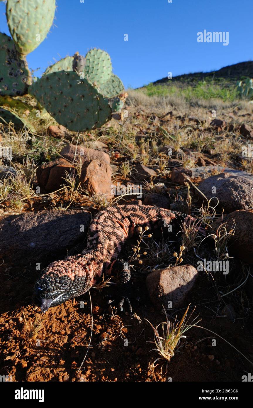 Gila Monster South Arizona USA Stock Photo Alamy