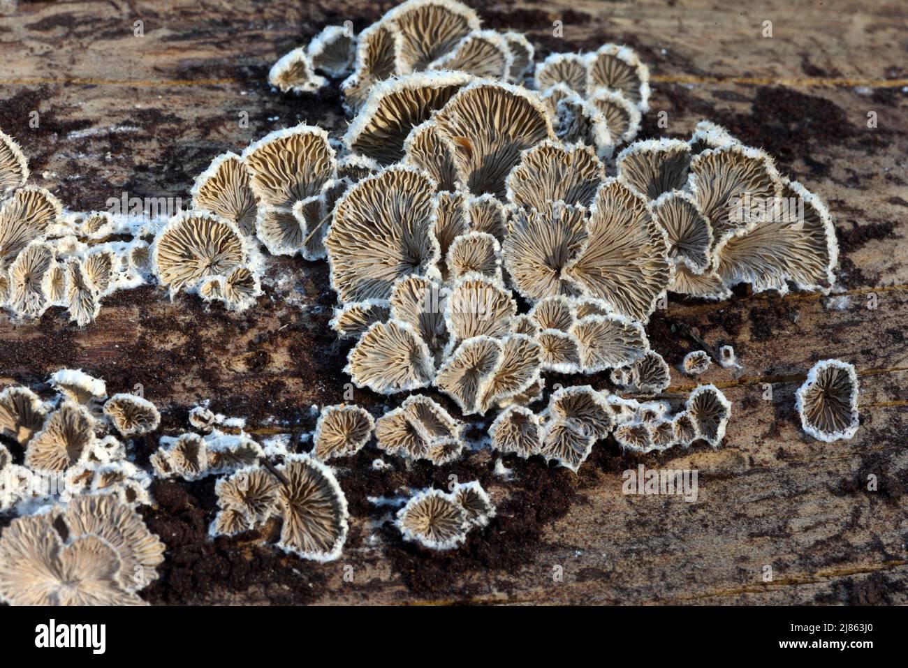 Schizophyllum commune, Split Gill Fungus, Fungi or Split Gill Mushrooms Growing on Rotten Tree Trunk Stock Photo