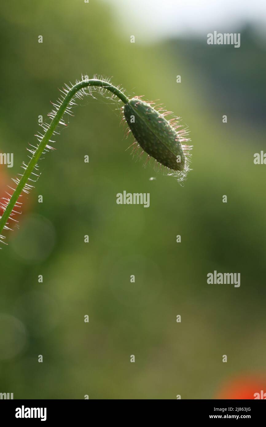 Poppy bud seed hi-res stock photography and images - Alamy