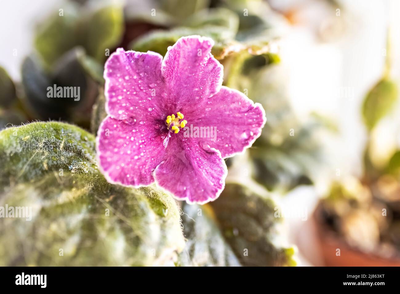 Close-up purple Violet flower. Spring, flowering Bloom Stock Photo