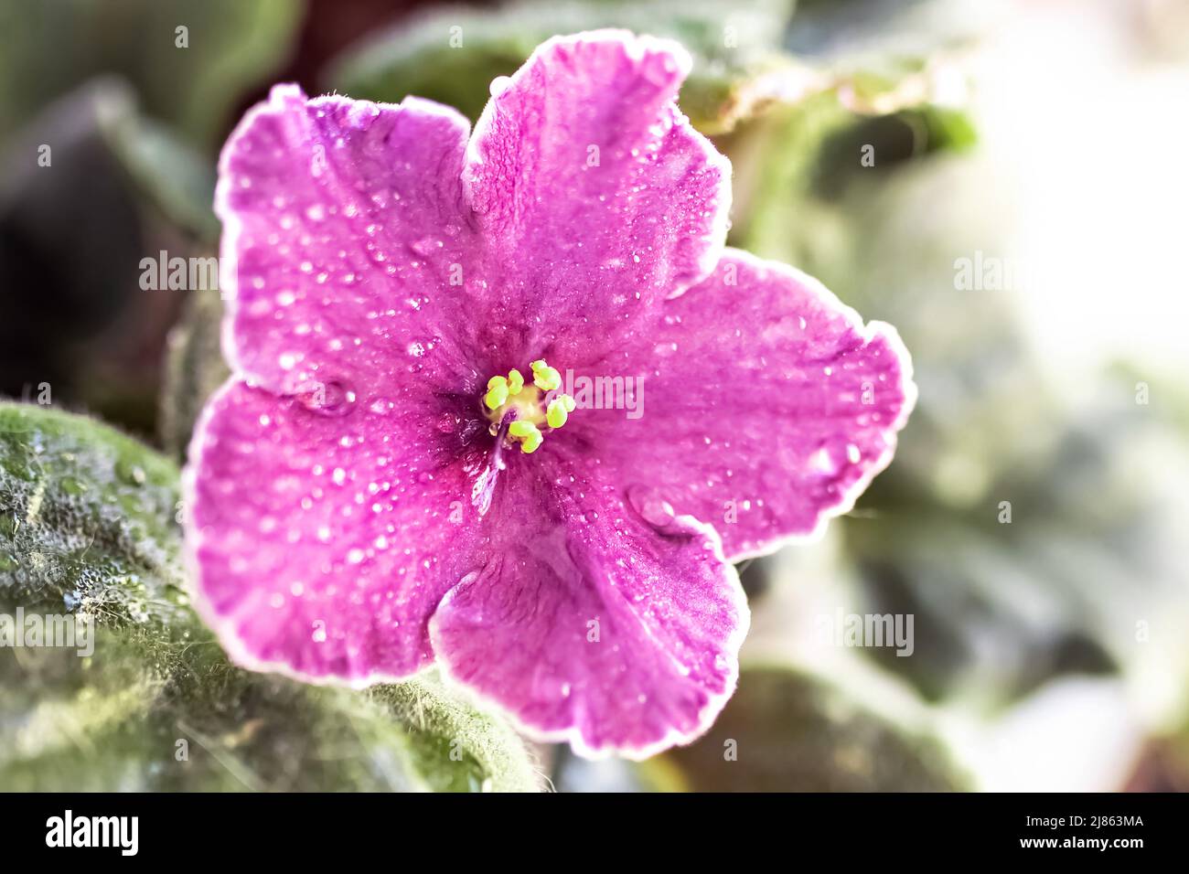 Close-up purple Violet flower. Spring, flowering Bloom Stock Photo