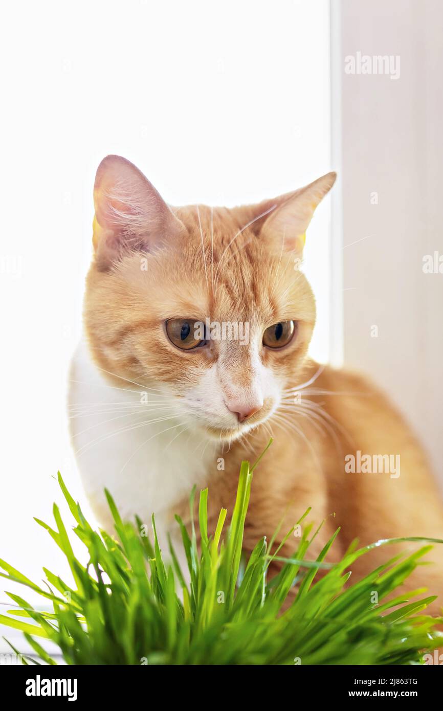 A red cat eats green grass green juicy grass for cats, sprouted oats