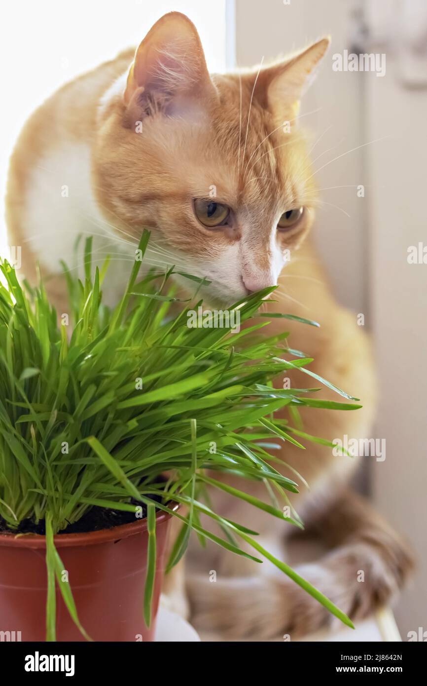 A red cat eats green grass green juicy grass for cats, sprouted oats