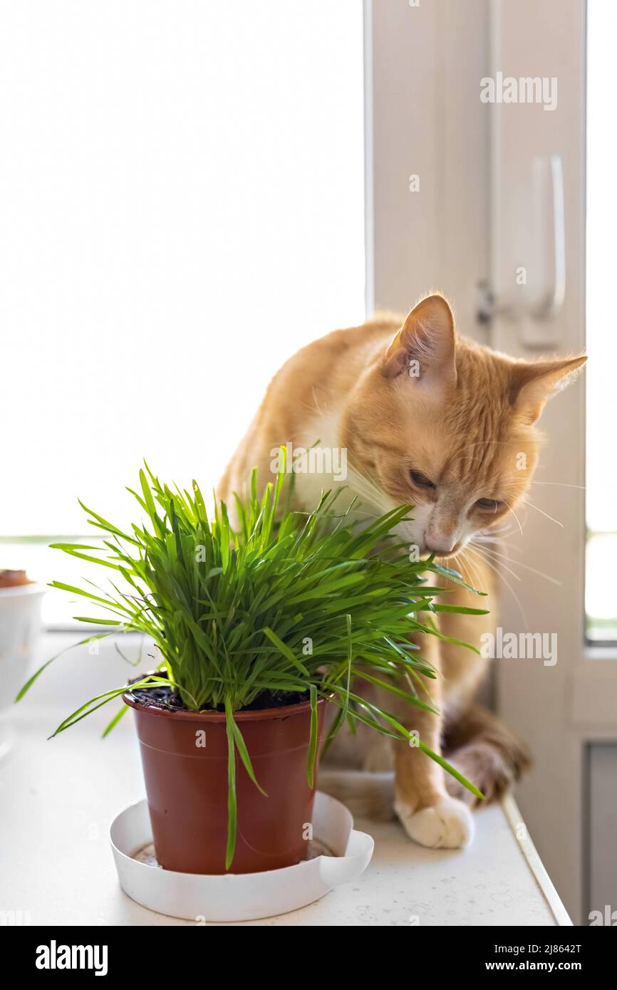 A red cat eats green grass green juicy grass for cats, sprouted oats ... - Healthy Grass For Cats To Eat