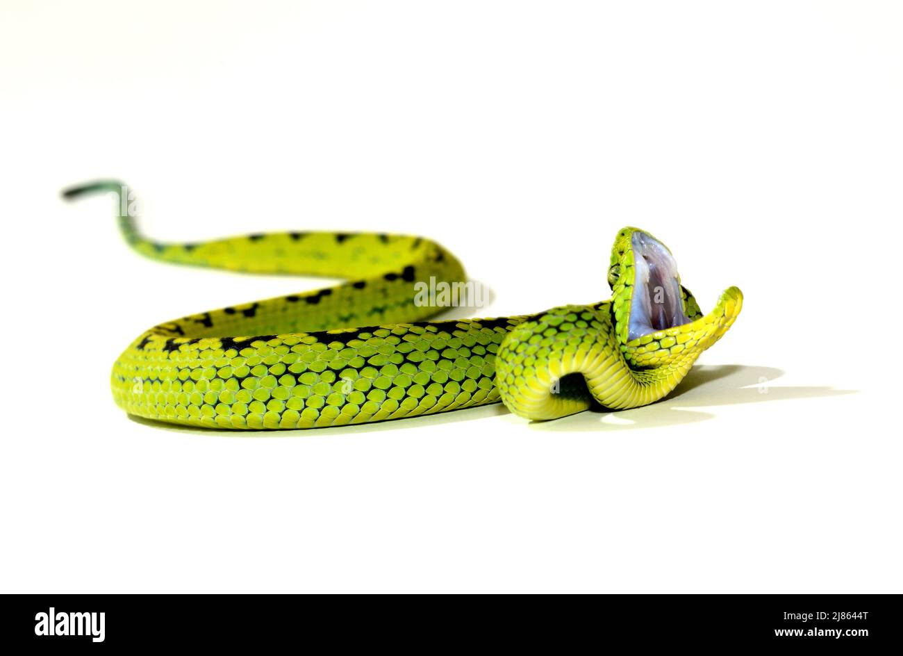 Yellow-blotched palm Pitviper on with background Stock Photo