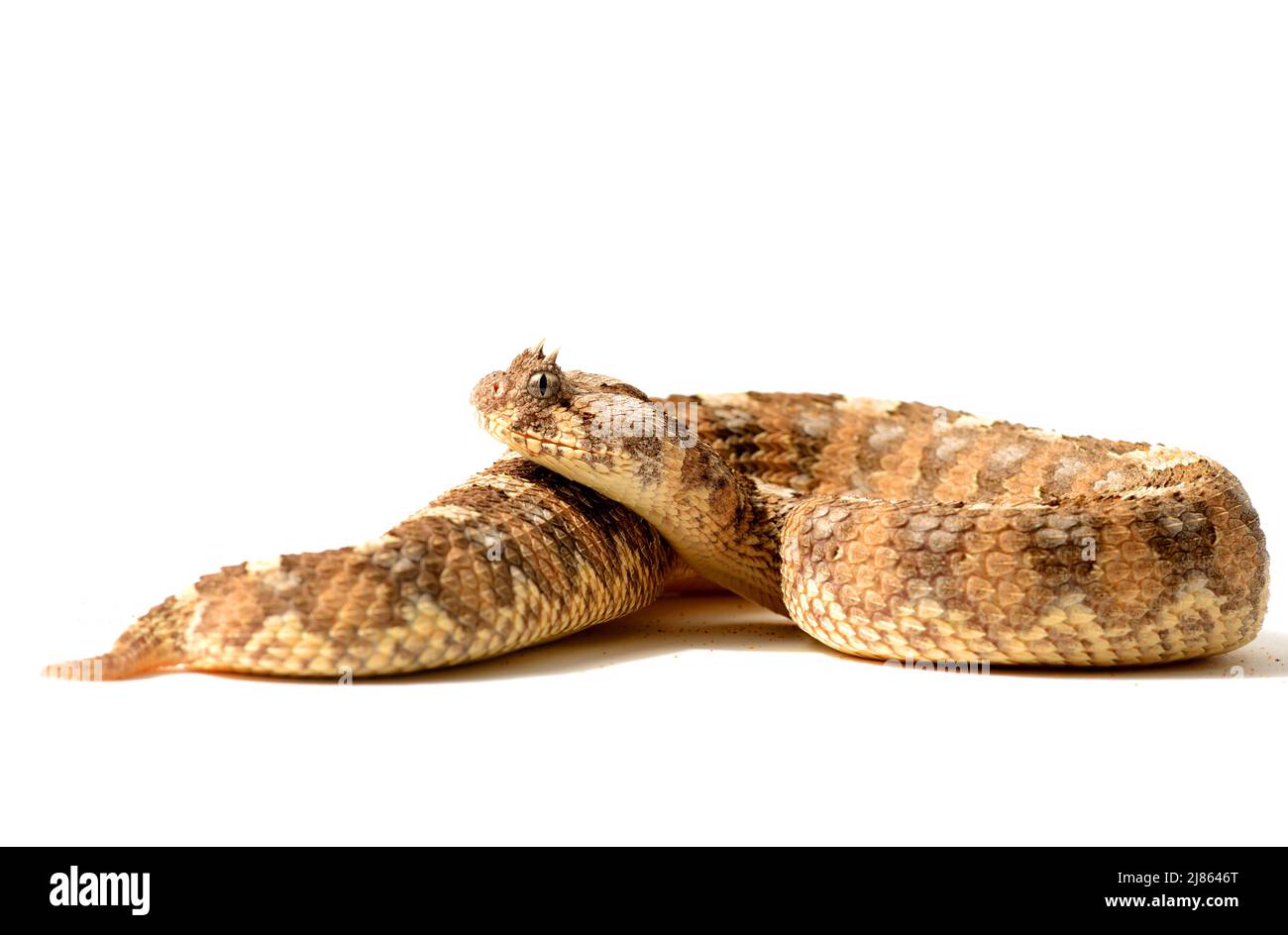 Horned puff adder Cut Out Stock Images & Pictures - Alamy