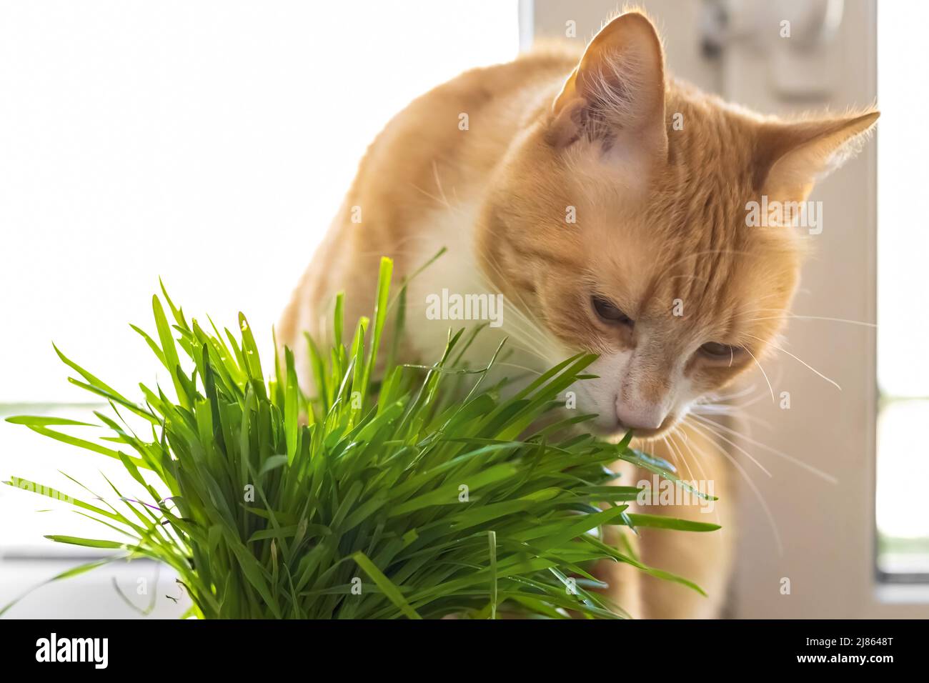 A red cat eats green grass green juicy grass for cats, sprouted oats are useful for cats Stock Photo