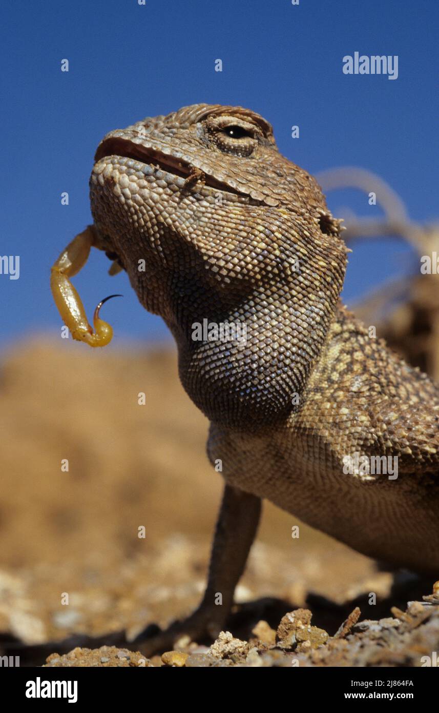 Desert agama eating scorpion Near Ouarzazate Morroco Stock Photo Biology Diagrams