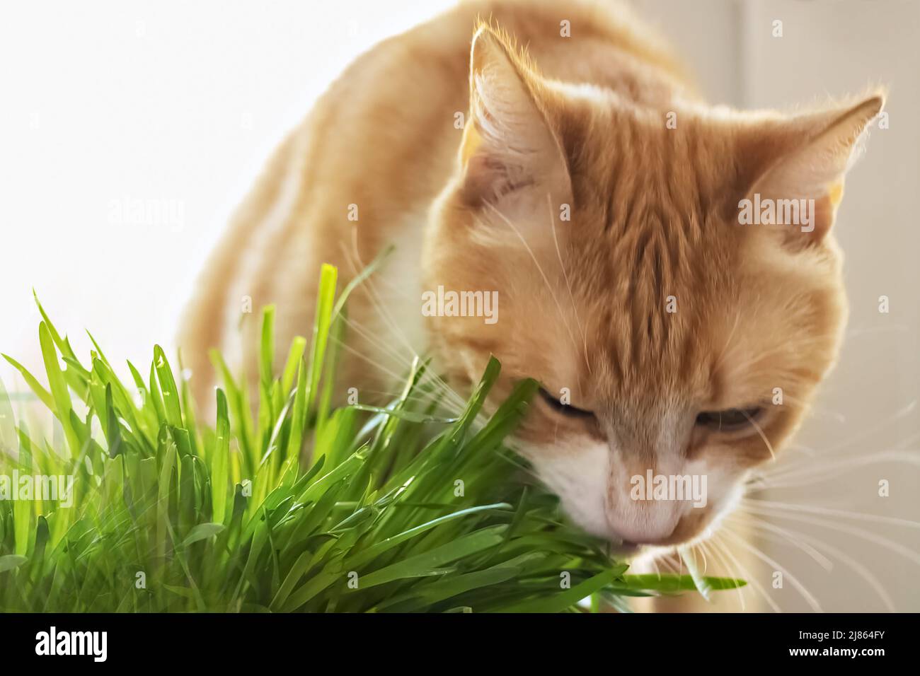 A red cat eats green grass green juicy grass for cats, sprouted oats ...