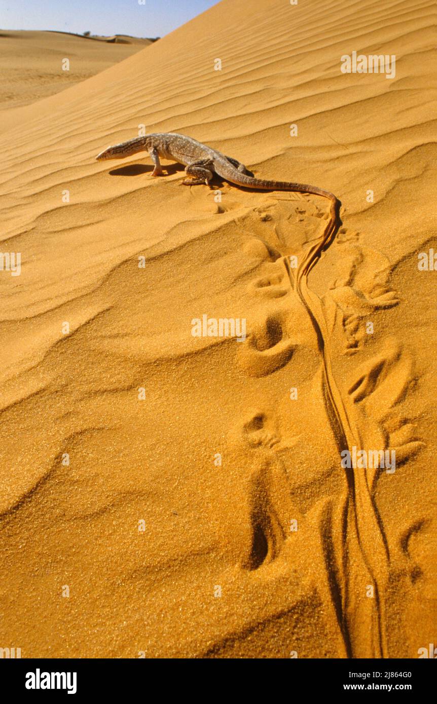 Desert monitor walking on a dune Mauritania Chinguetti Stock Photo
