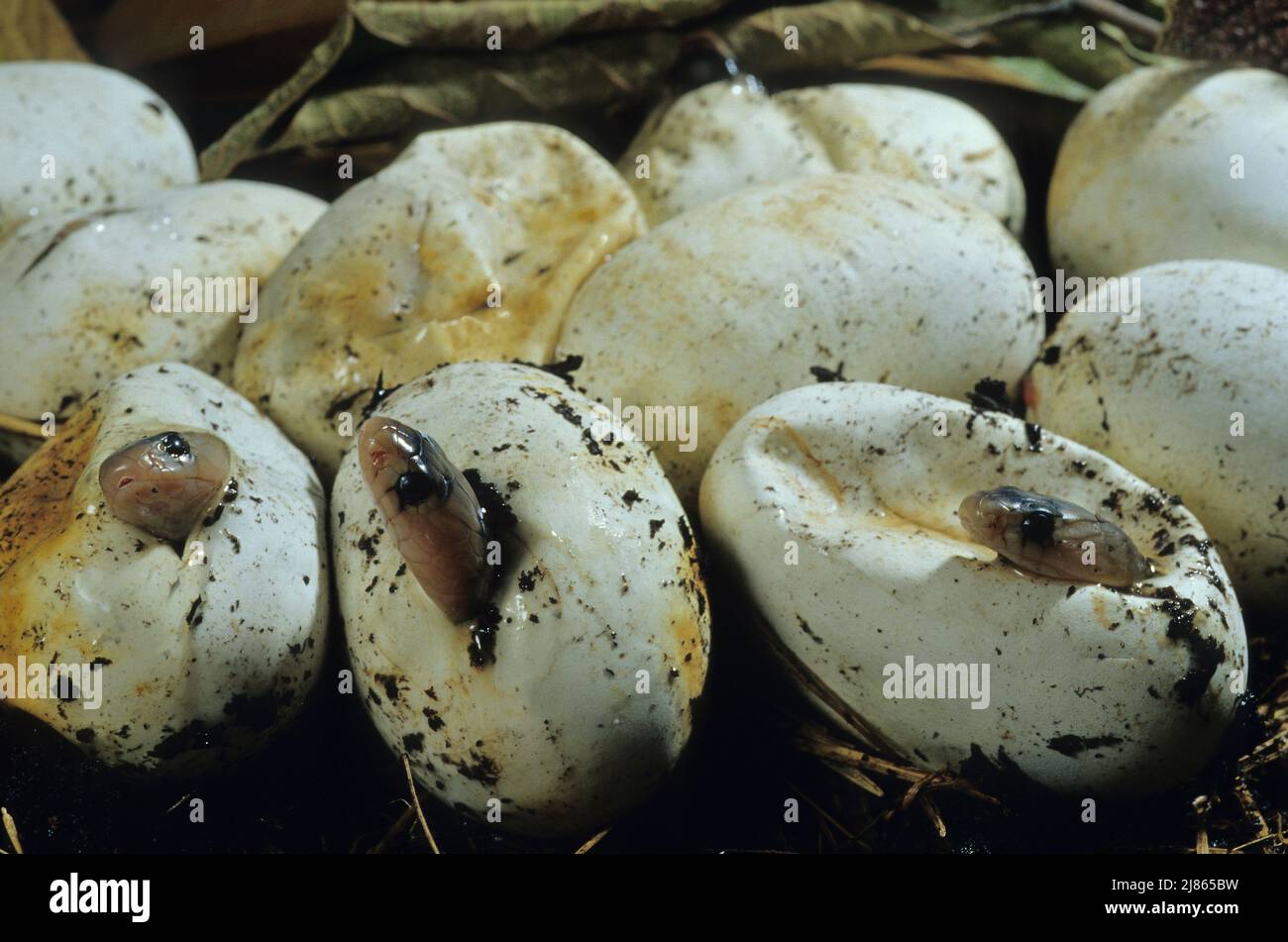 hatching-cobra-india-tamil-nadu-india-stock-photo-alamy