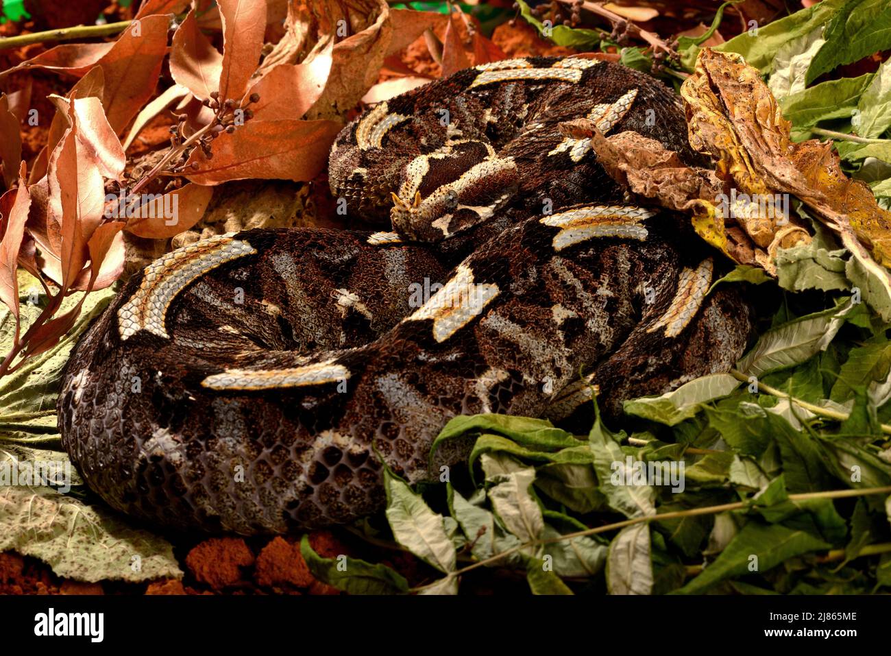 Rhinoceros Viper in terrarium Stock Photo - Alamy