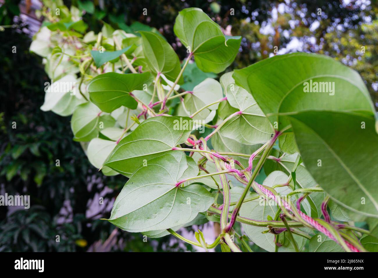 A close up shot of Dioscorea batatas (Igname de Chine) vine. Horticultural climbing plants. Stock Photo