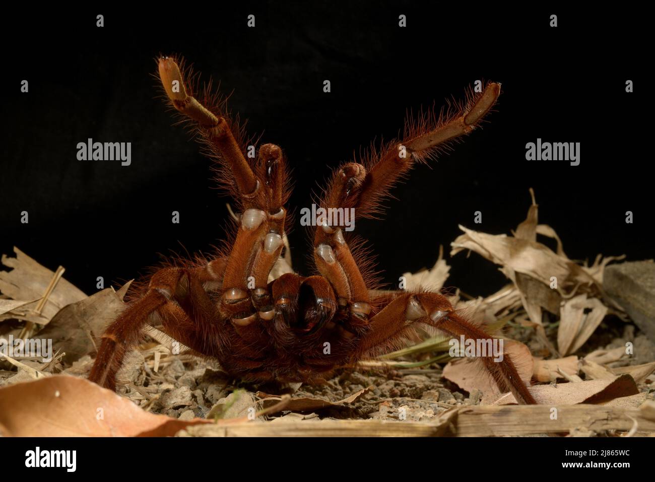 Goliath birdeating spider French Guiana Stock Photo Alamy