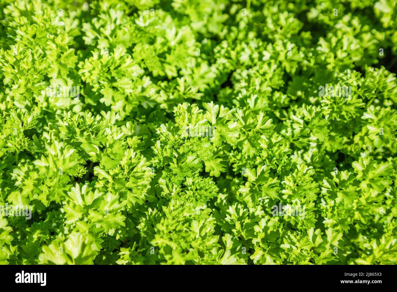 Green curly parsley leaves background, full frame Stock Photo Alamy